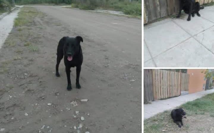 Negrito busca un hogar donde lo quieran como él sabe querer
