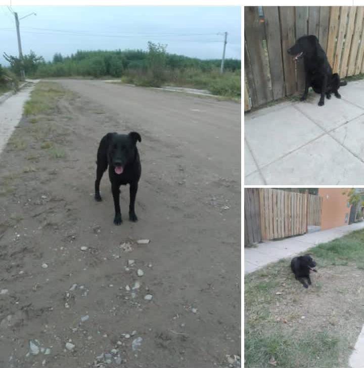 Negrito busca un hogar donde lo quieran como él sabe querer