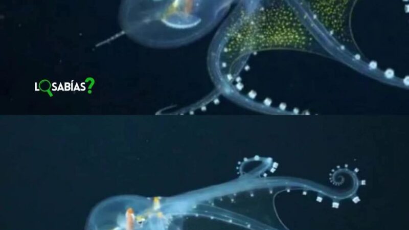 Asombro en el Atlántico: científicos argentinos registran por primera vez al pulpo de cristal
