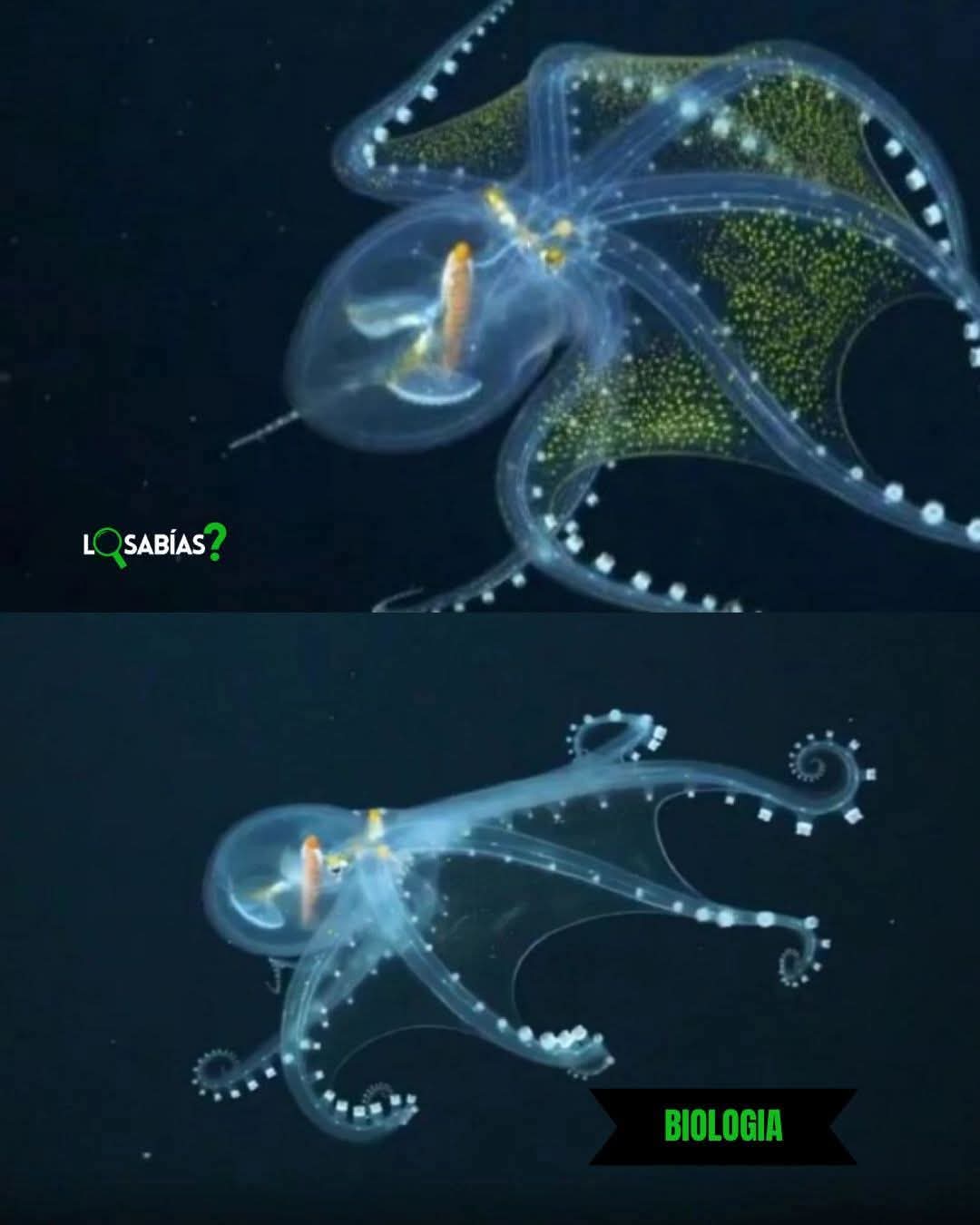 Asombro en el Atlántico: científicos argentinos registran por primera vez al pulpo de cristal