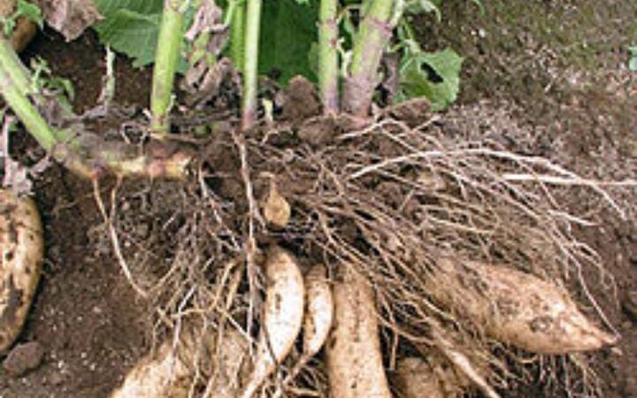 Bárcena vive la 5ª edición del Festival de Productores de Yacón y la Pachamama