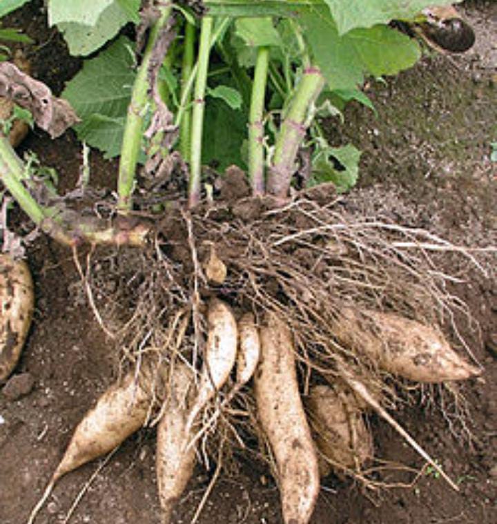 Bárcena vive la 5ª edición del Festival de Productores de Yacón y la Pachamama