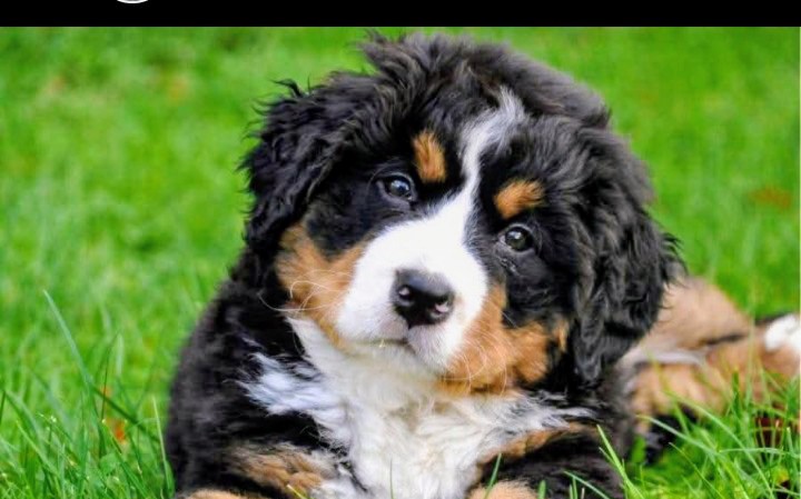 Peregrinos y mascotas: piden evitar el abandono en Rio Blanco en la fiesta de la Virgen