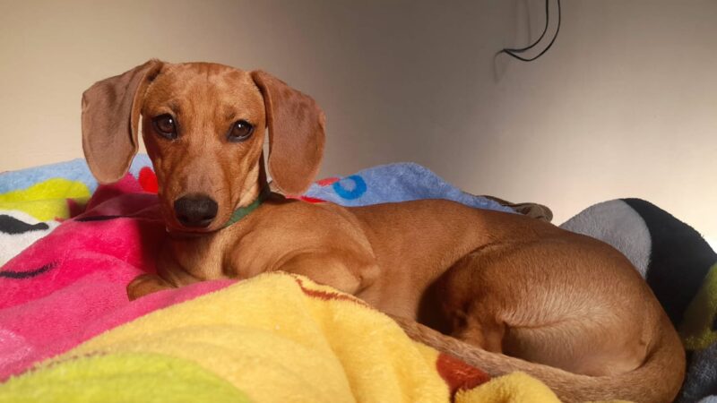 Jujuy se prepara para el 4° Gran Encuentro de Perros Salchicha: desfile, carnaval y elección real en Ciudad Cultural