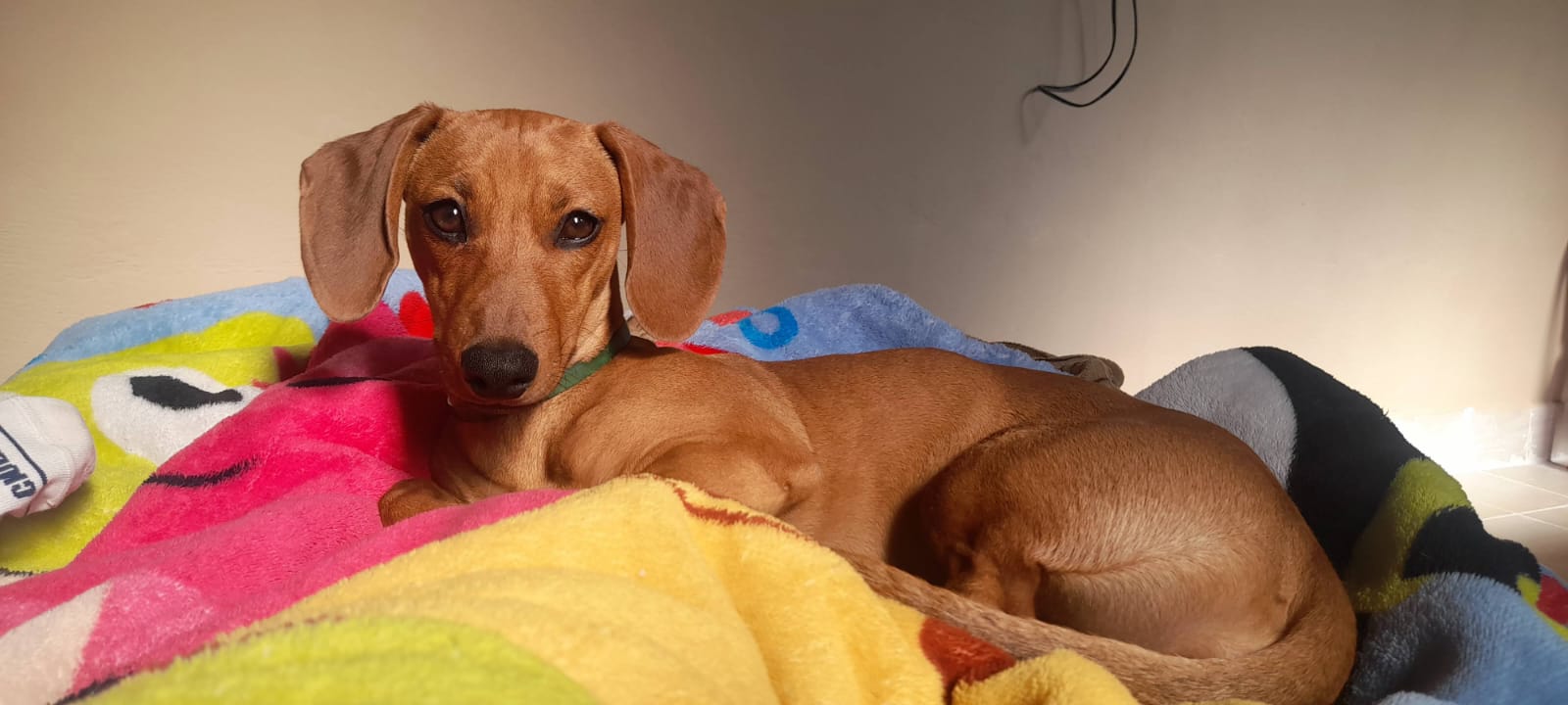 Jujuy se prepara para el 4° Gran Encuentro de Perros Salchicha: desfile, carnaval y elección real en Ciudad Cultural